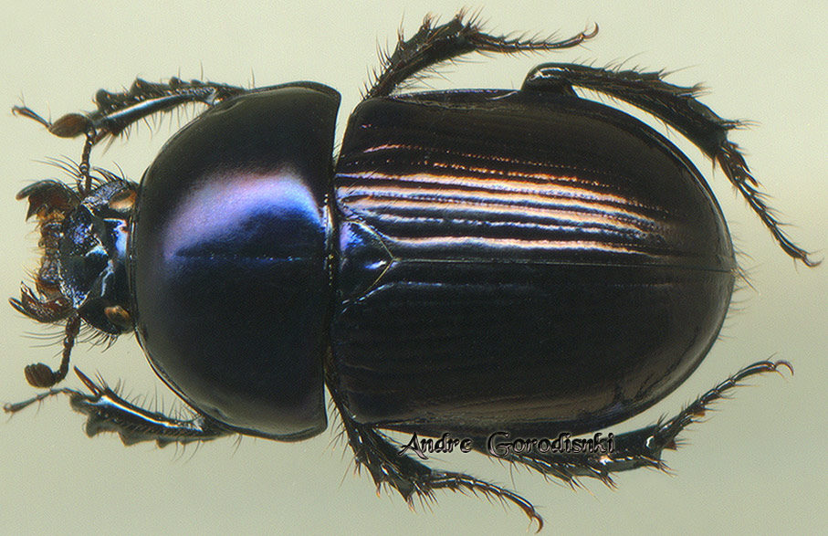 http://www.gorodinski.ru/geotrupes/Geotrupes tenuestriatus armicrus.jpg